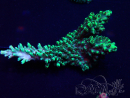 WYSIWYG Acropora Maricultuur geacclimatiseerd LED