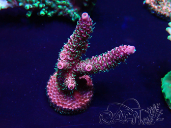 WYSIWYG Acropora Maricultuur geacclimatiseerd LED