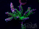 WYSIWYG Acropora Maricultura aclimatada LED