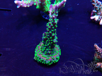 WYSIWYG Acropora 15Q7 Mariculture acclimaté led