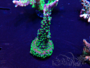 WYSIWYG Acropora Maricultura aclimatada LED