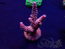 WYSIWYG Acropora Maricultuur geacclimatiseerd LED