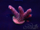 WYSIWYG Acropora Maricoltura acclimatata a LED