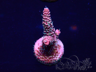 WYSIWYG Acropora Maricultuur geacclimatiseerd LED