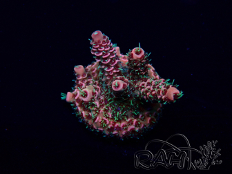 WYSIWYG Acropora Maricultuur geacclimatiseerd LED