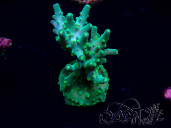 WYSIWYG Acropora Maricultuur geacclimatiseerd LED