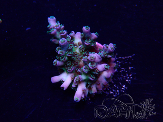 WYSIWYG Acropora Maricoltura acclimatata a LED
