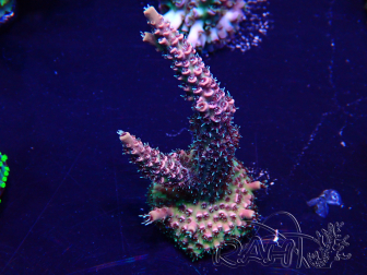 WYSIWYG Acropora Mariculture acclimated LED