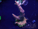 WYSIWYG Acropora Marikultur akklimatisiert LED