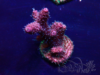 WYSIWYG Acropora Maricultuur geacclimatiseerd LED