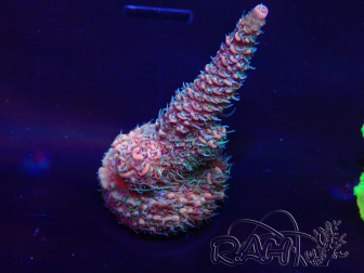 WYSIWYG Acropora Mariculture acclimated LED