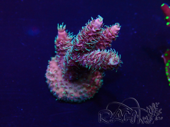 WYSIWYG Acropora Mariculture acclimated LED