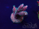 WYSIWYG Acropora Mariculture acclimated LED