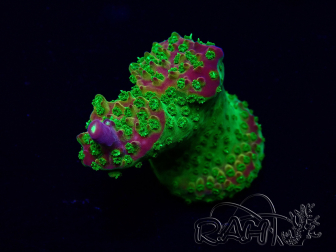 WYSIWYG Acropora Mariculture acclimated LED
