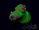 WYSIWYG Acropora Maricoltura acclimatata a LED