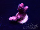 WYSIWYG Acropora Maricoltura acclimatata a LED