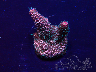 WYSIWYG Acropora Maricultuur geacclimatiseerd LED
