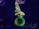 WYSIWYG Acropora Maricultura aclimatada LED