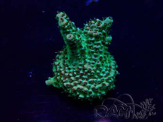 WYSIWYG Acropora Maricultura aclimatada LED