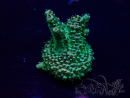 WYSIWYG Acropora Maricultura aclimatada LED