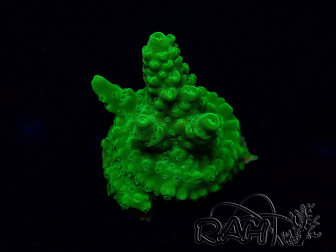 WYSIWYG Acropora Maricultuur geacclimatiseerd LED
