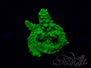 WYSIWYG Acropora Maricultura aclimatada LED