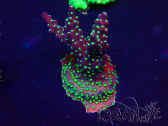 WYSIWYG Acropora 15R12 Mariculture acclimaté led