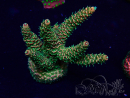 WYSIWYG Acropora Marikultur akklimatisiert LED