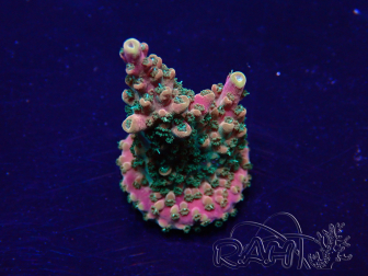 WYSIWYG Acropora Mariculture acclimated LED