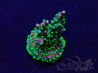 WYSIWYG Acropora Maricultuur geacclimatiseerd LED