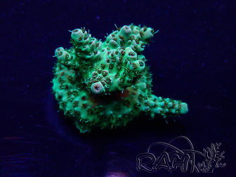 WYSIWYG Acropora Maricultuur geacclimatiseerd LED