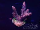 WYSIWYG Acropora Marikultur akklimatisiert LED