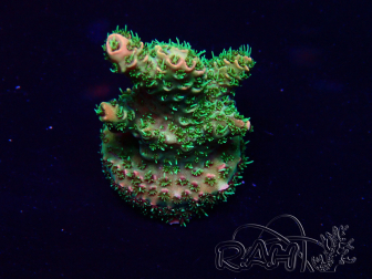 WYSIWYG Acropora Mariculture acclimated LED