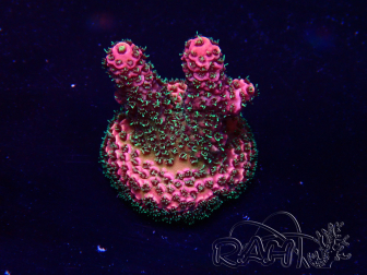 WYSIWYG Acropora Maricultuur geacclimatiseerd LED