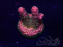 WYSIWYG Acropora Maricultuur geacclimatiseerd LED