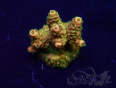 WYSIWYG Acropora 15S9 Mariculture acclimaté led