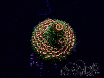 WYSIWYG Acropora Maricoltura acclimatata a LED