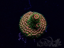 WYSIWYG Acropora Maricultuur geacclimatiseerd LED
