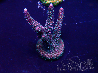 WYSIWYG Acropora Mariculture acclimated LED