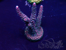 WYSIWYG Acropora 15S11 Mariculture acclimaté led