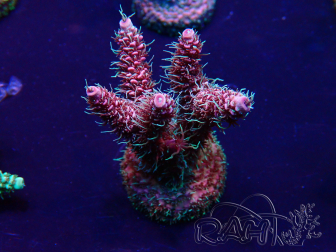 WYSIWYG Acropora Maricoltura acclimatata a LED