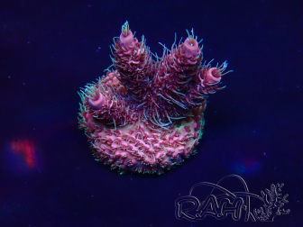 WYSIWYG Acropora Maricultuur geacclimatiseerd LED
