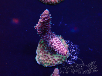 WYSIWYG Acropora Maricultura aclimatada LED