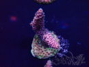 WYSIWYG Acropora Maricultuur geacclimatiseerd LED