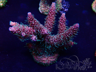 WYSIWYG Acropora Maricoltura acclimatata a LED