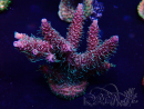 WYSIWYG Acropora Mariculture acclimated LED