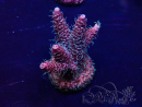 WYSIWYG Acropora Maricultuur geacclimatiseerd LED