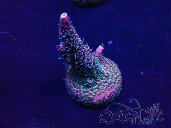 WYSIWYG Acropora Maricoltura acclimatata a LED