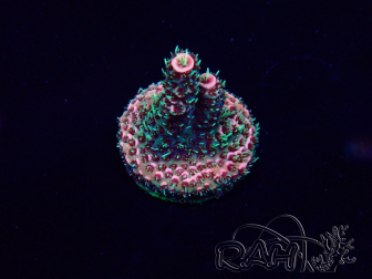 WYSIWYG Acropora 15T8 Mariculture acclimaté led