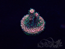 WYSIWYG Acropora Maricultura aclimatada LED